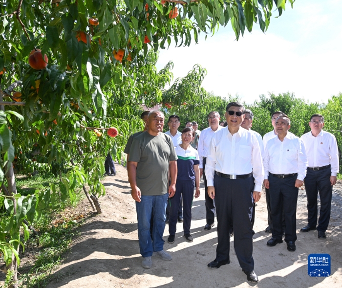 7月12日至15日，中共中央总书记、国家主席、中央军委主席习近平在新疆考察。这是13日下午，习近平在新疆生产建设兵团八师一四三团九连蟠桃种植园考察。新华社记者 谢环驰 摄